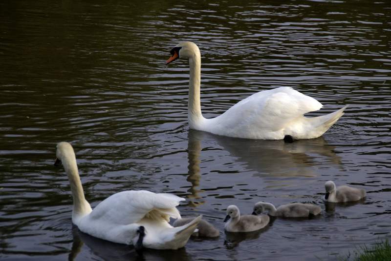 Schwaene auf der Sauer Bild Nr.059